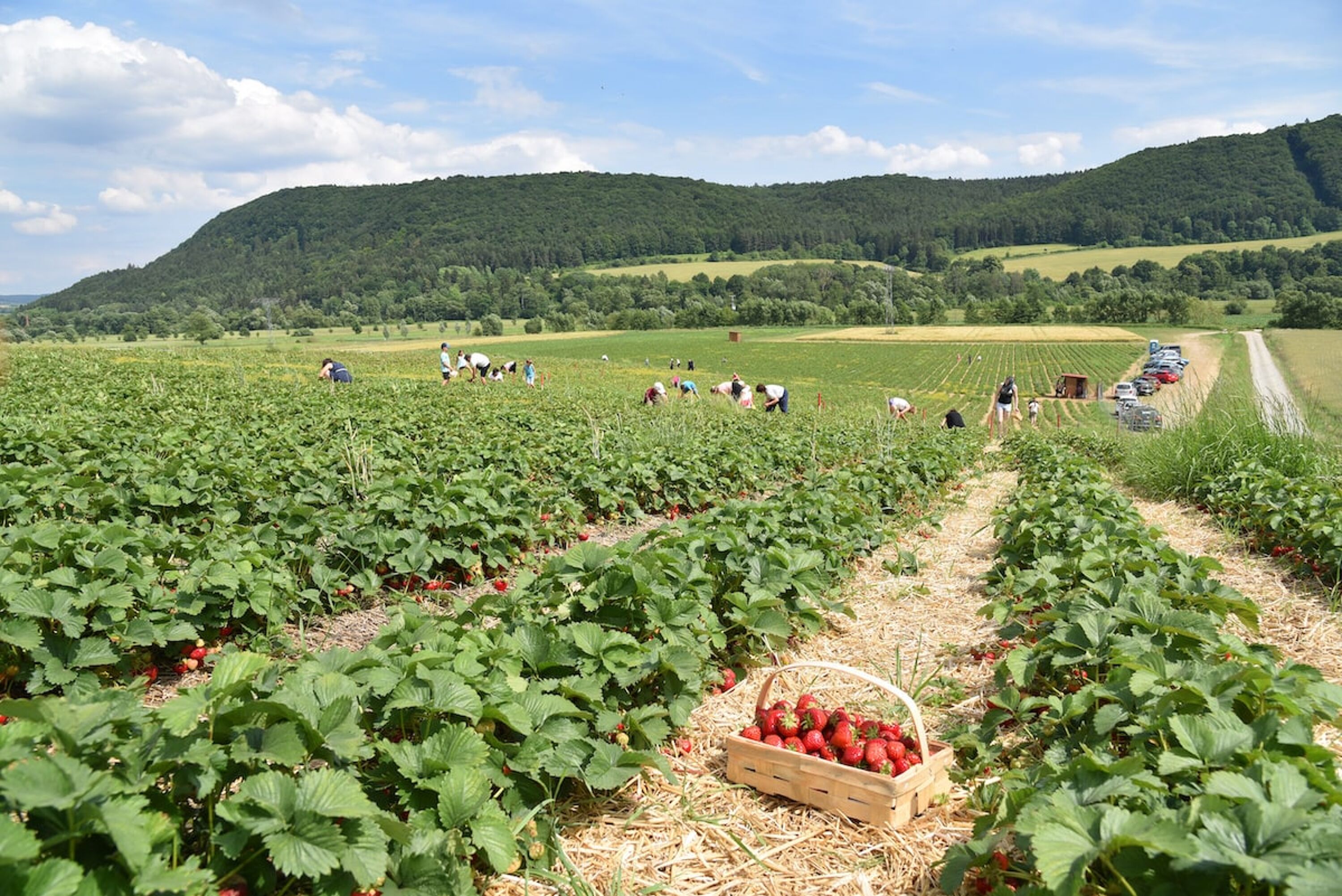 Erdbeerfeld in den Bergen mit Erdbeerkorb