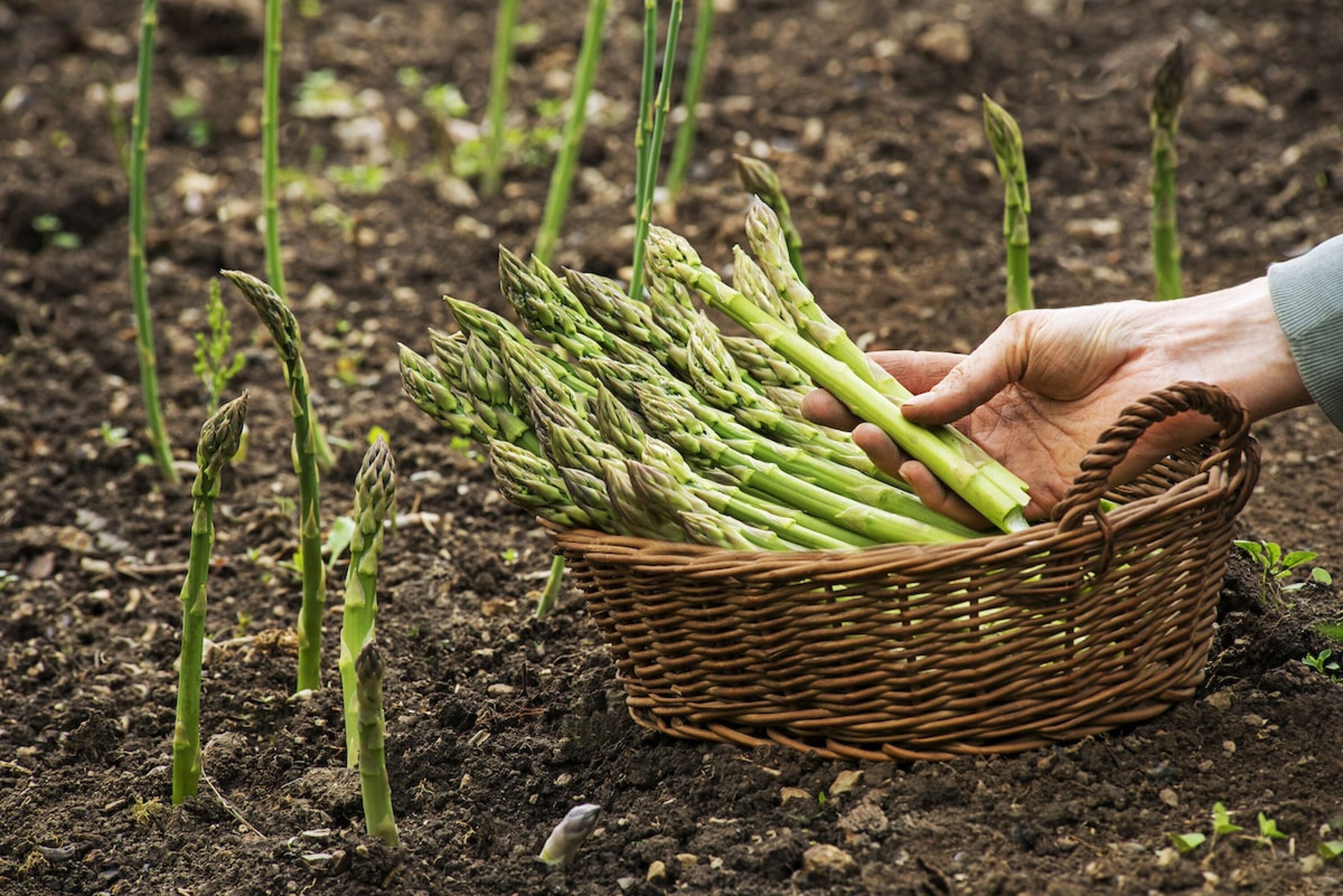 Grüner Spargel wird auf einem Feld geerntet