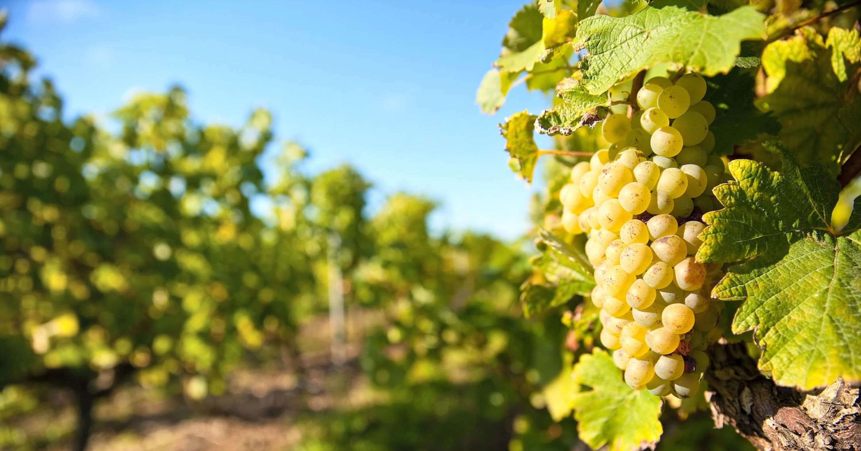 Helle Weintrauben an Weinrebe